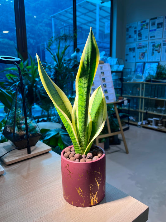 Snake Plant (虎尾兰) in Golden Imprint Ceramic Pot