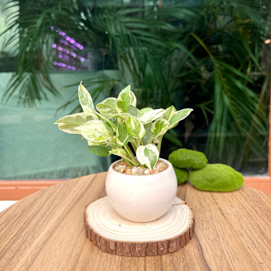 Pothos Njoy in White Designer Pot