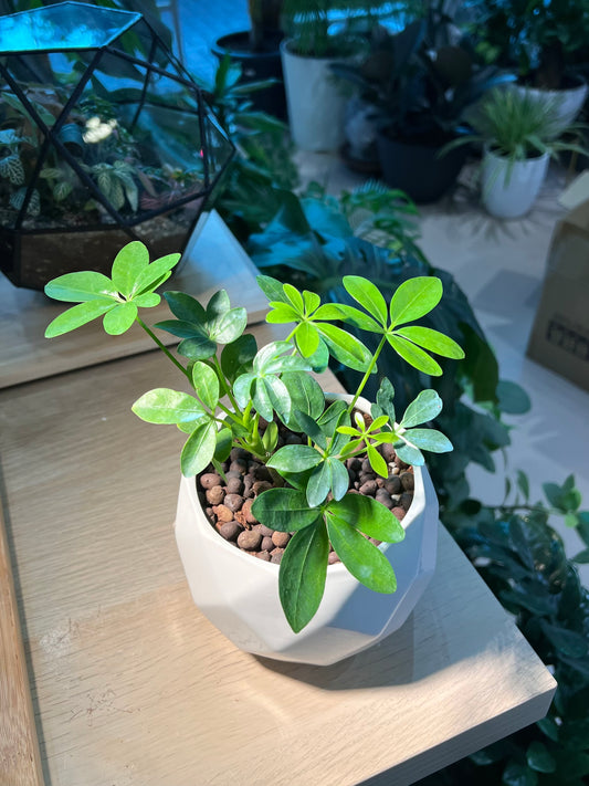 Dwarf Umbrella Tree in Marble Ceramic Pot