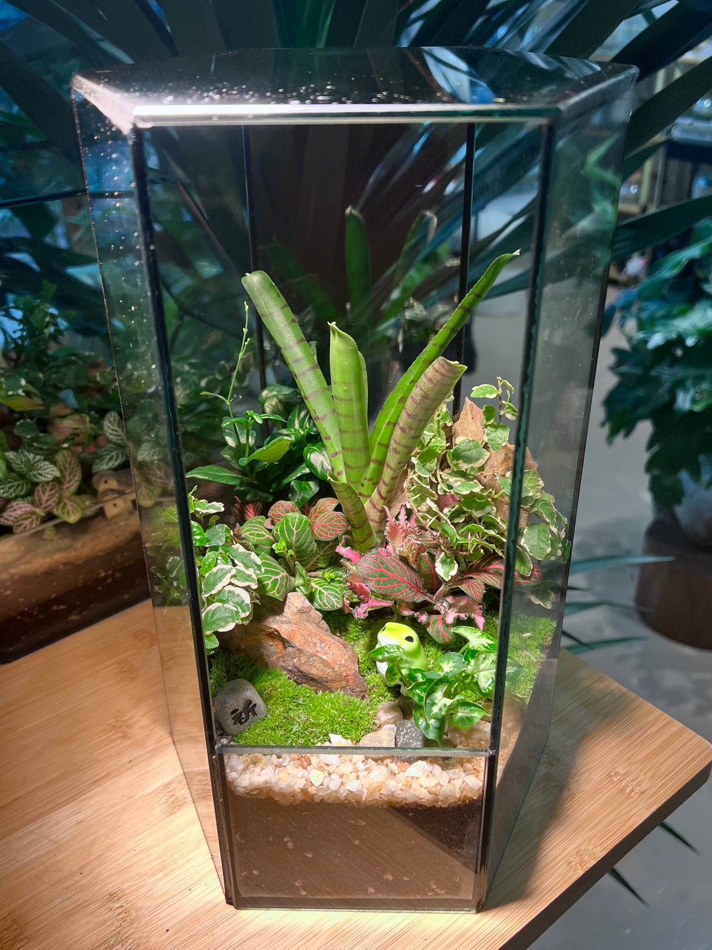 Fittonia, Ficus Pumila and Bromeliad with Moss Arrangement in Hexagonal Tall Terrarium