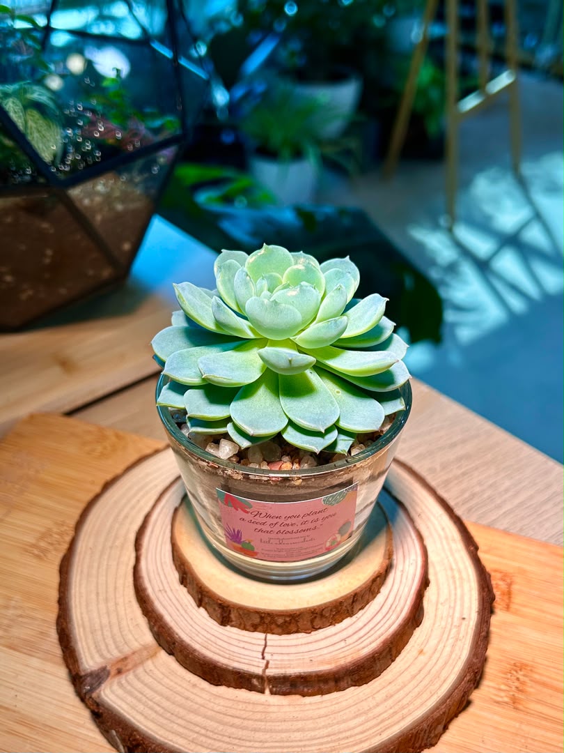 Echeveria Succulent in Glass Pot
