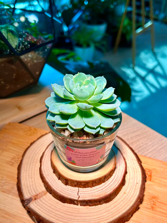 Echeveria Succulent in Glass Pot