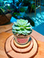 Echeveria Succulent in Glass Pot