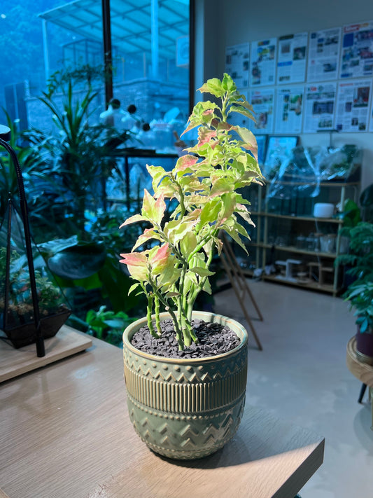 Euphorbia Tithymaloides (小鸟花) in Pattern Designed Textured Ceramic Pot