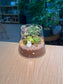 Succulent Terrarium in Fuji Glass