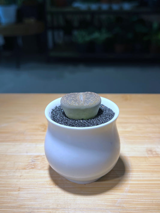 Single Lithop in White Small Belly Ceramic Pot