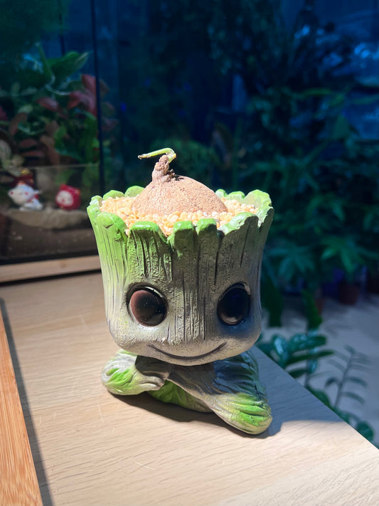 Stephania (山乌龟) in Groot Pot