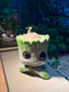 Stephania (山乌龟) in Groot Pot