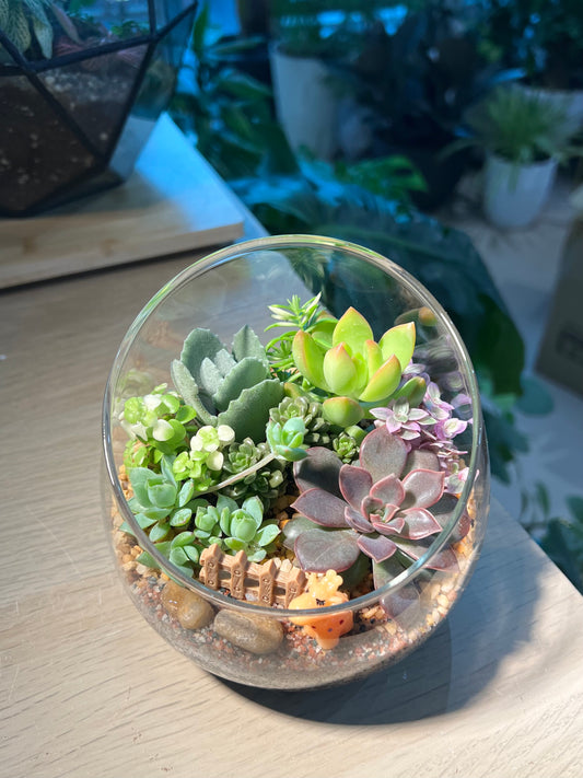 Succulent Arrangement in Slanted Glass Terrarium (L)