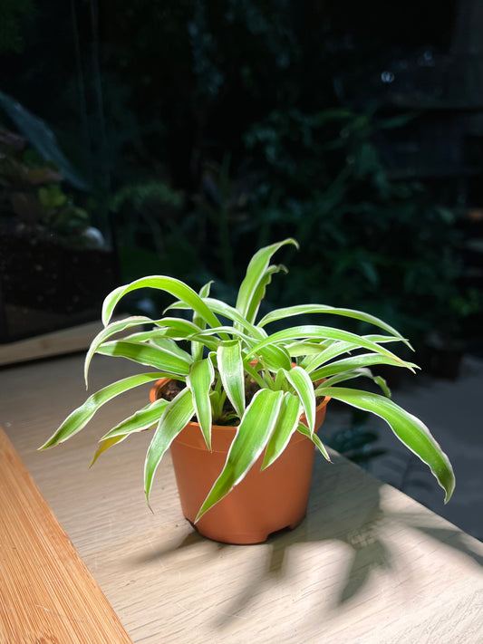 Plastic Pot - Spider Plant