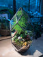 Fittonia, Asparagus Fern with Moss (Indoor Plant) Arrangement in Polygonal Bullet Glass Terrarium