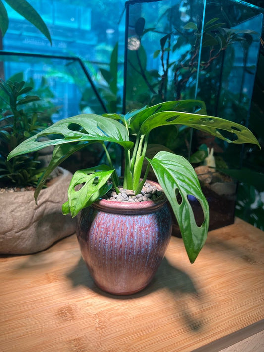 Monstera deliciosa in Purple Ceramic Pot