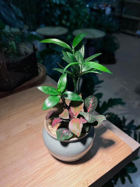 Fittonia and Nageia Nagi Arrangement in Sky Blue Ceramic Pot