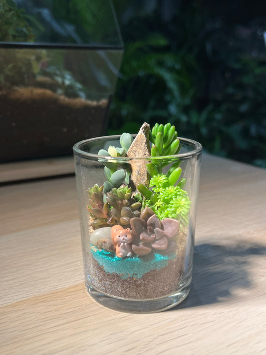Succulent Arrangement in Cylindrical Glass Terrarium