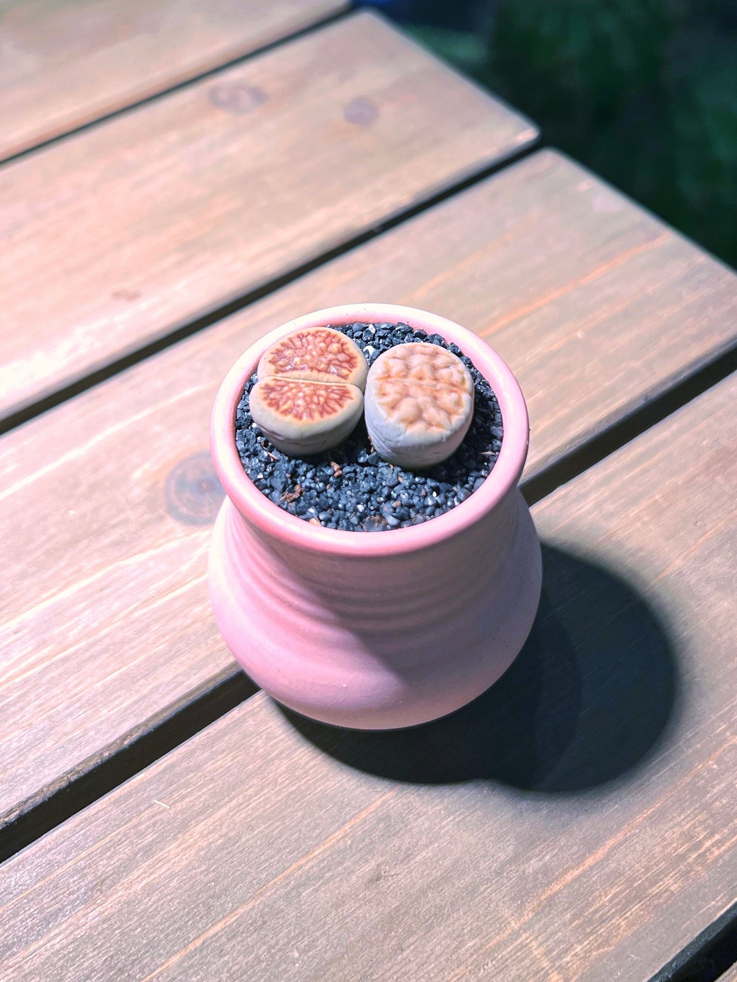 Lithops in Finger Ceramic Pot