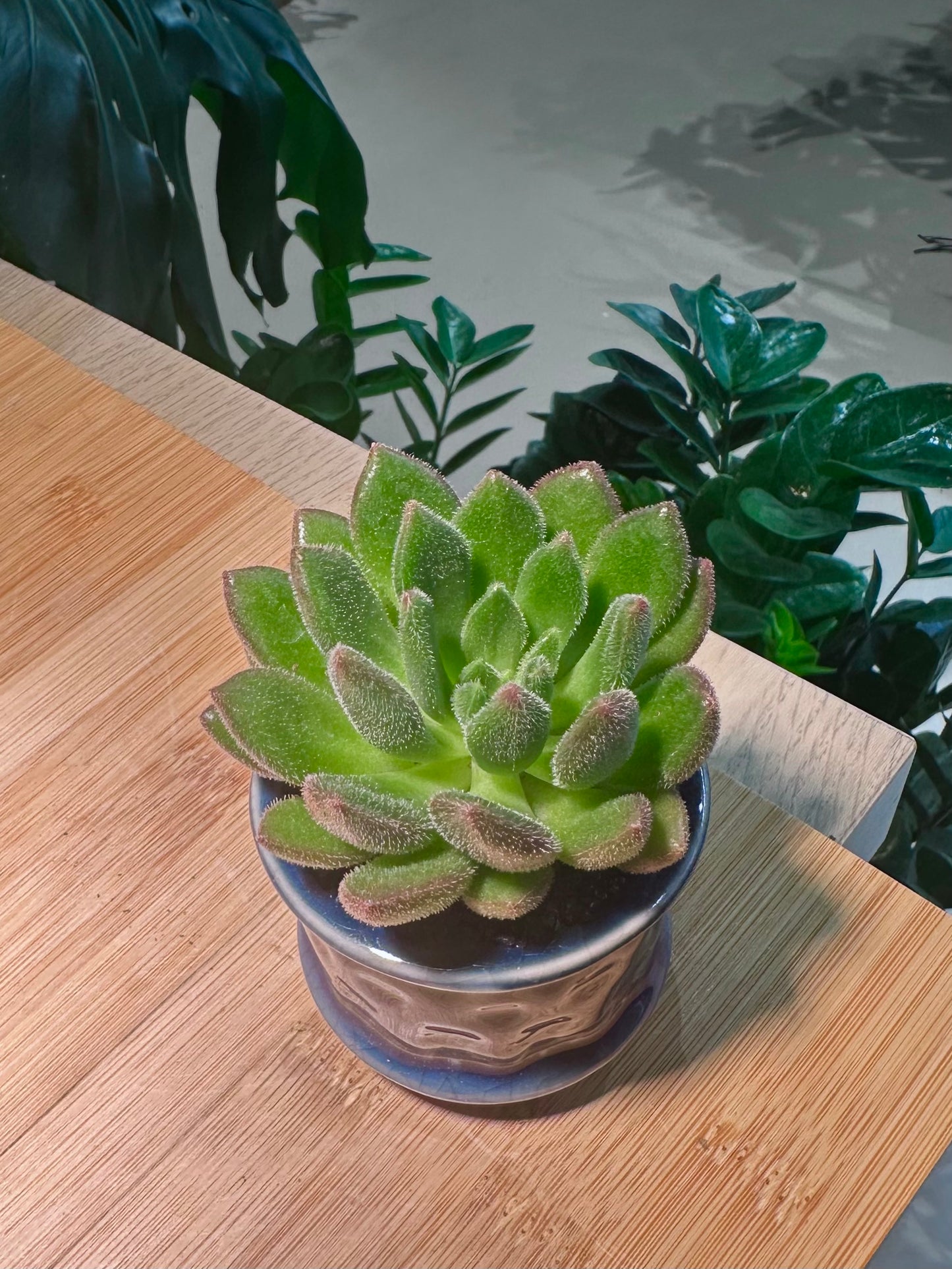 Echeveria Doris in Dark Blue Pattern Designed Ceramic Pot