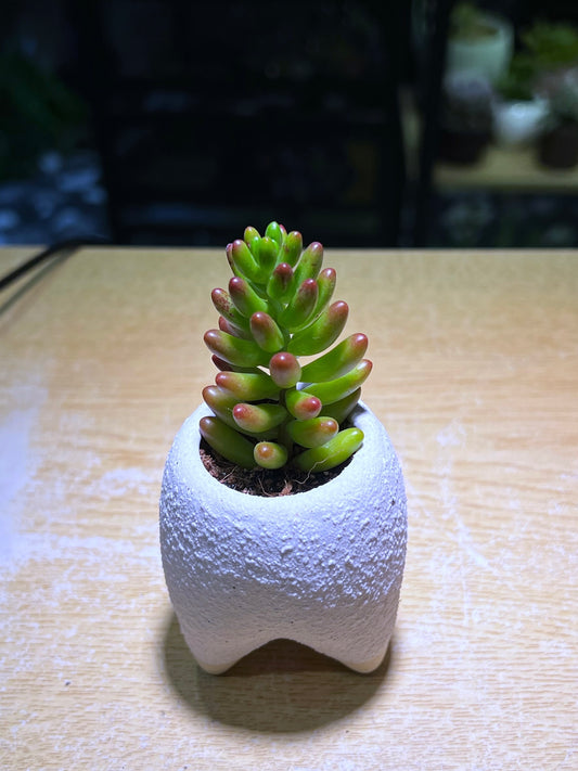 Jelly Bean Plant in Triangular Based Pot