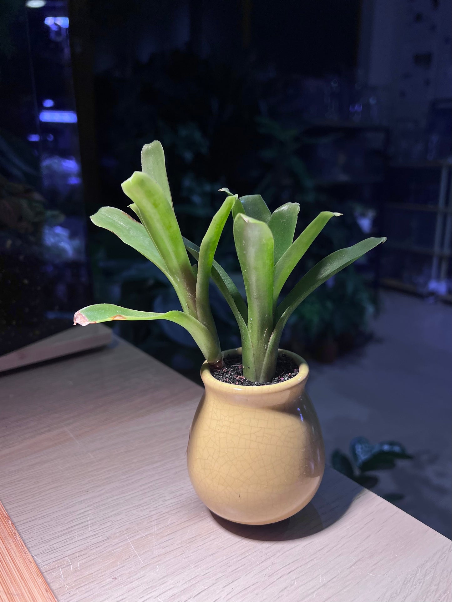 Bromeliad in Light Yellowish Ceramic Pot