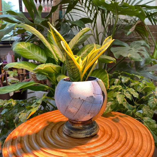 Sansevieria in Blue Ceramic Designer Pot (aka Snake Plant)