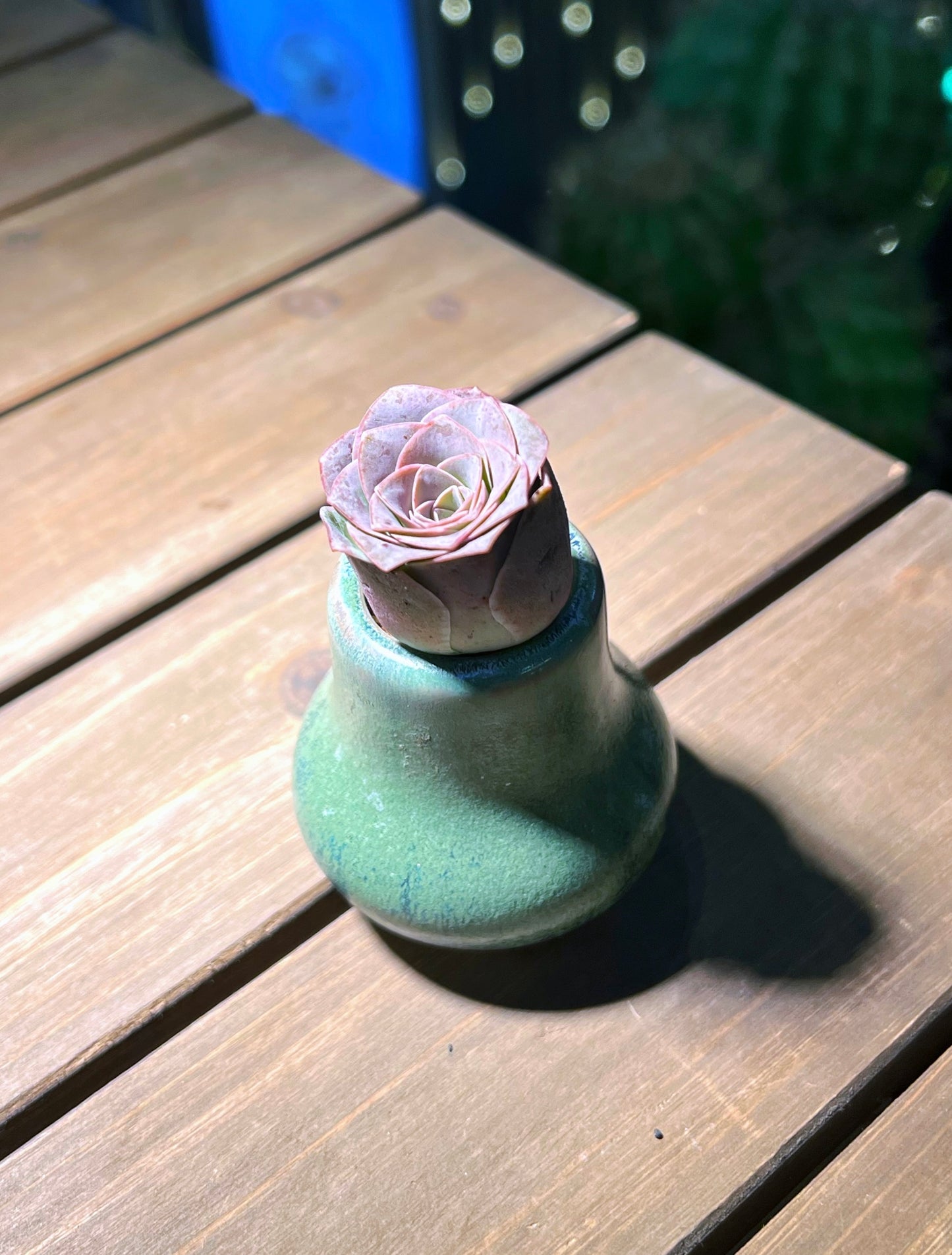 Mountain Rose in Fresh Green Pot