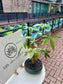 Pachira in Flat Base Ceramic Pot
