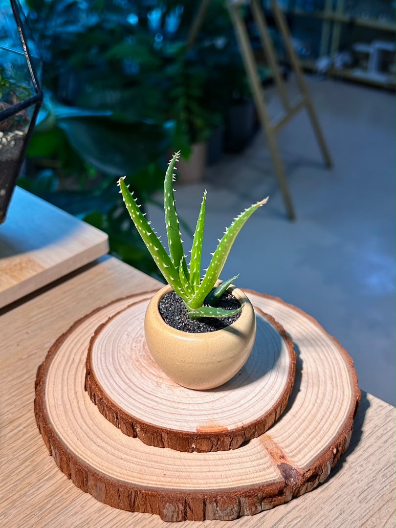 Baby Aloe Vera (芦荟) Haworthia in Textured Matte Ceramic Pot