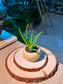 Baby Aloe Vera (芦荟) Haworthia in Textured Matte Ceramic Pot