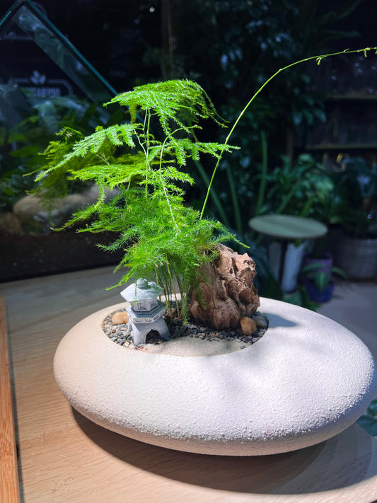 Asparagus Fern in White Stone Faux Pot