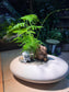 Asparagus Fern in White Stone Faux Pot
