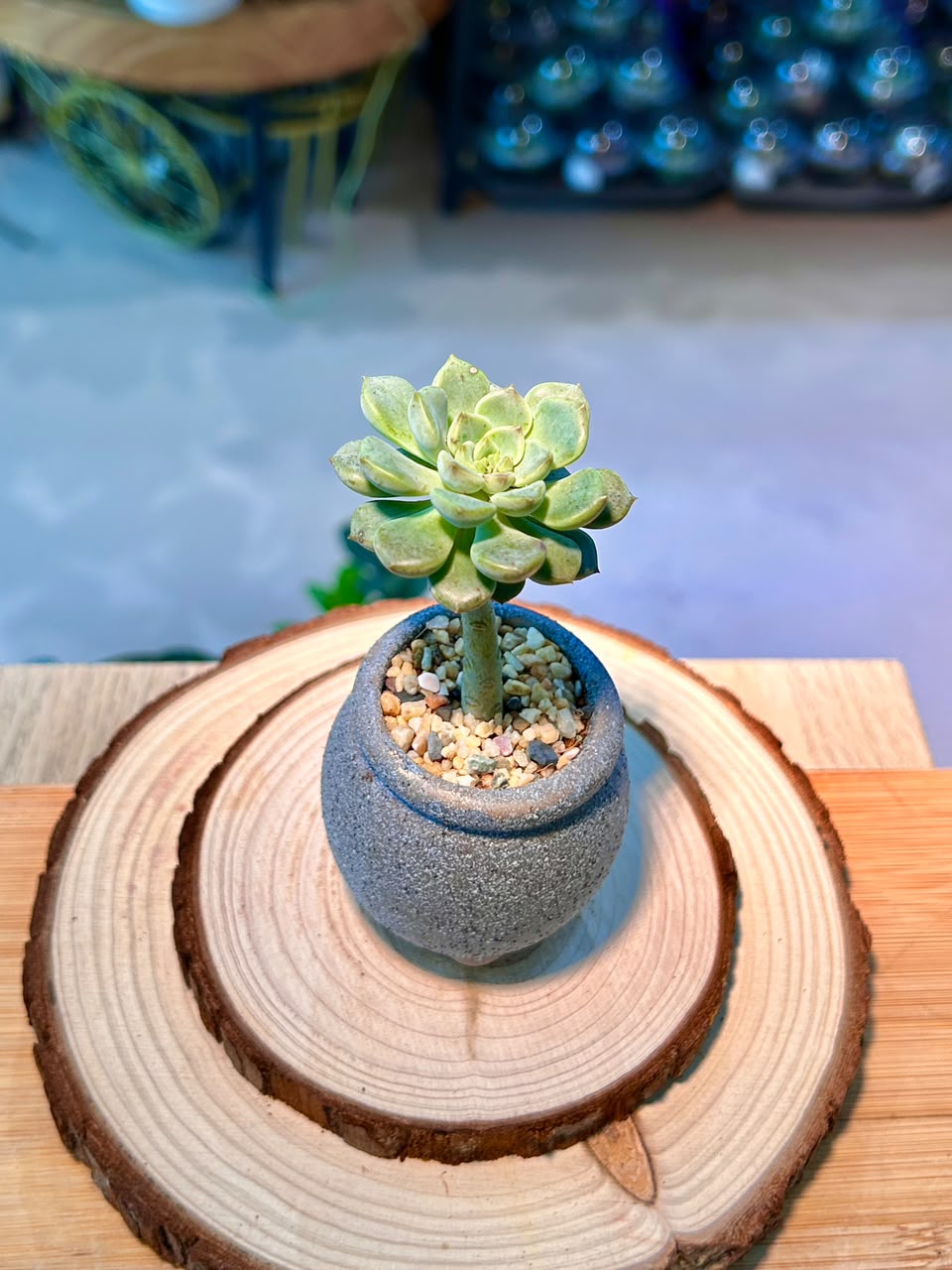 Echeveria Succulent in Ceramic Pot