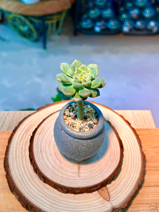 Echeveria Succulent in Ceramic Pot