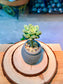 Echeveria Succulent in Ceramic Pot