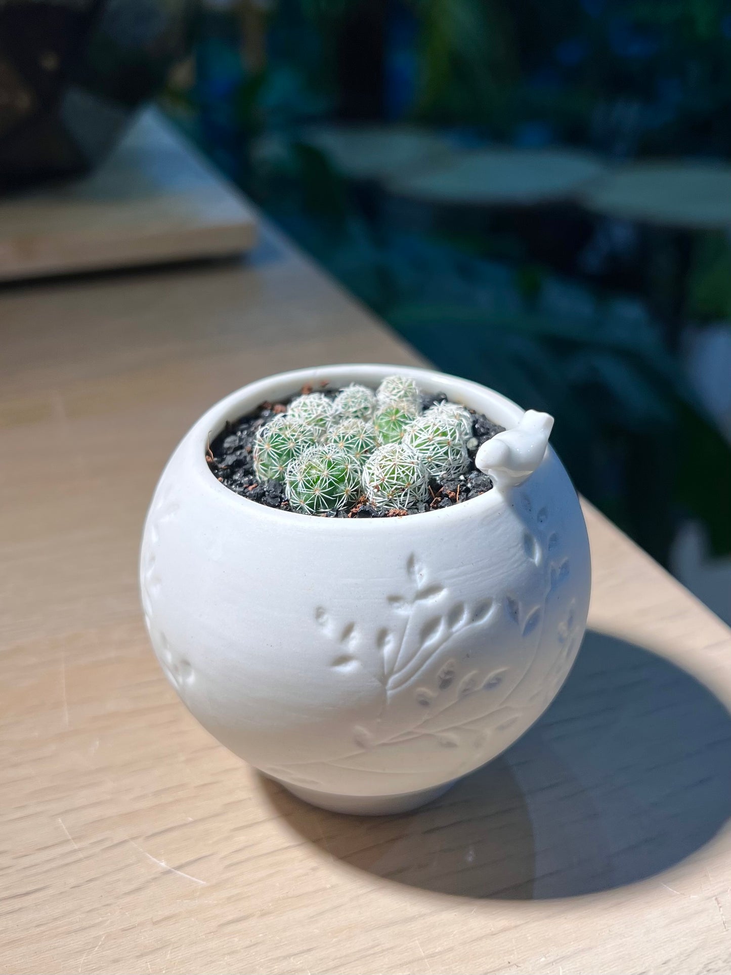 Mammillaria Gracilis (Cactus) in Birdie Ceramic Pot