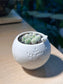 Mammillaria Gracilis (Cactus) in Birdie Ceramic Pot