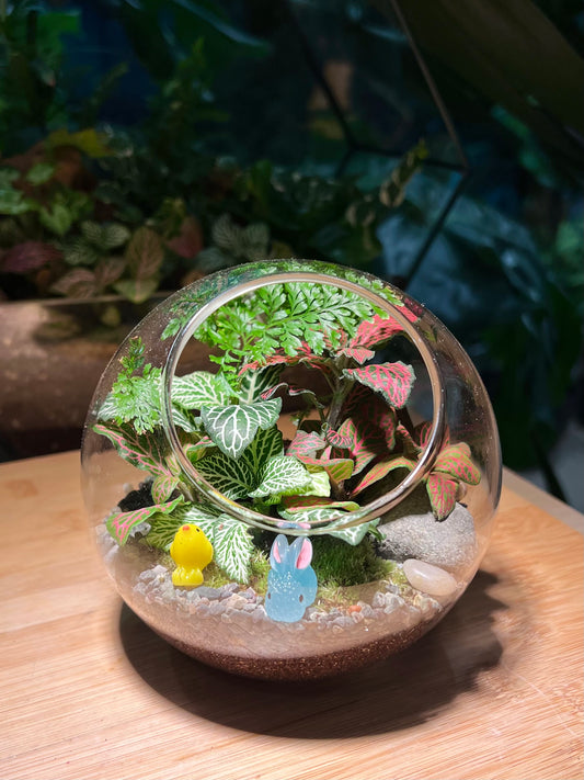 Fittonia and Fern with Moss Arrangement in Round Glass