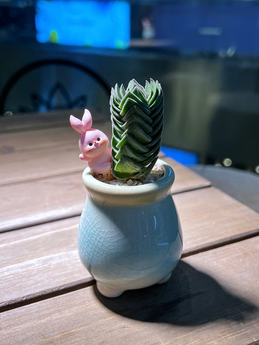 Crassula Buddha in Sky Blue Finger Ceramic Pot