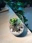 Succulent Terrarium in Tall Glass