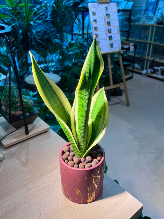 Snake Plant (虎尾兰) in Golden Imprint Ceramic Pot