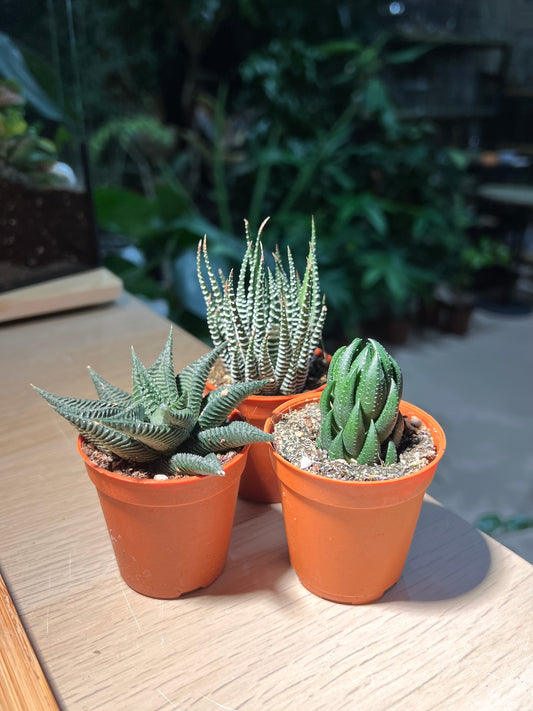 Plastic Pot Succulent - Haworthia (3pcs/set)