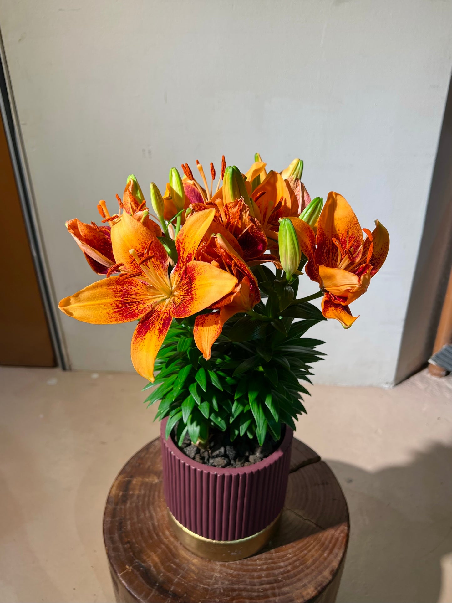 Asiatic Lily (百合花) in Dark Red Ceramic Pot