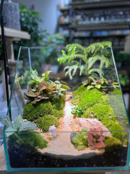 Indoor Plant Arrangement in Serene Forestscape Terrarium