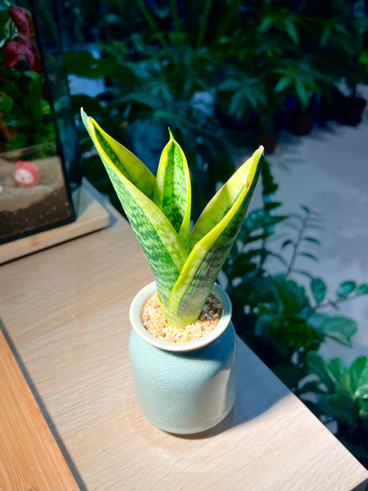 Snake Plant in Light Blue Ceramic Pot