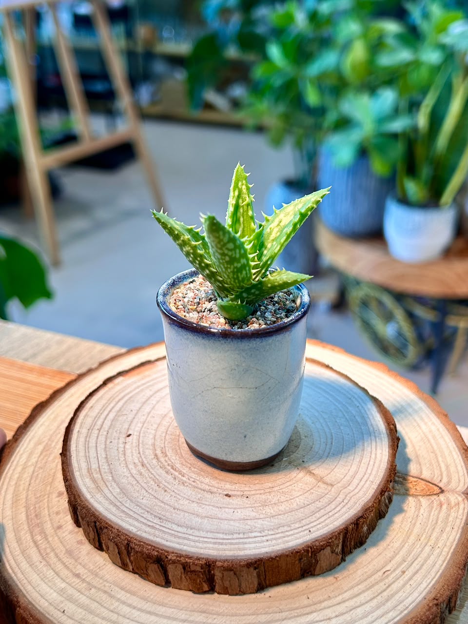 Aloe Juvenna (Haworthia) in Ceramic Pot