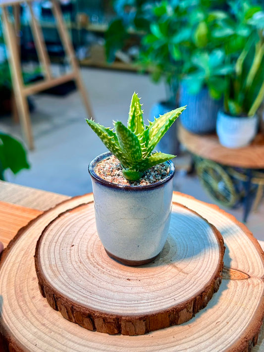 Aloe Juvenna (Haworthia) in Ceramic Pot