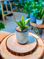 Aloe Juvenna (Haworthia) in Ceramic Pot