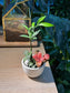 Indoor Plant Arrangement Fittonia & Nageia Nagi (网纹草 & 竹柏) in White Ceramic Pot