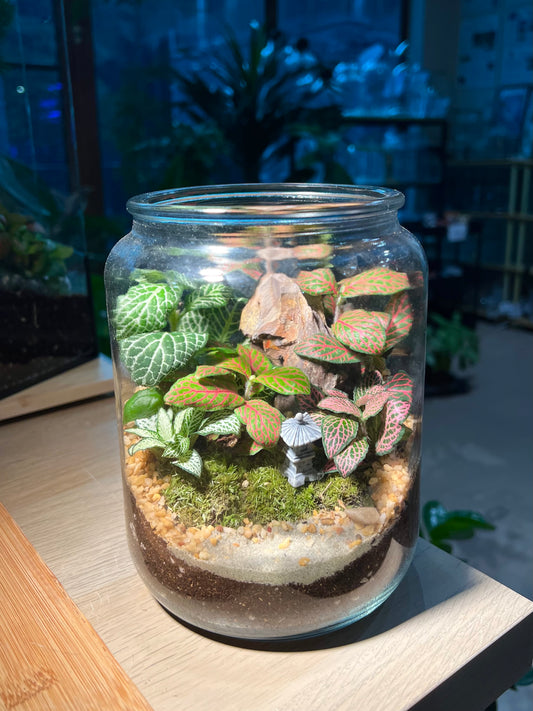 Fittonia with Moss Arrangement in Terrarium Jar (2L)