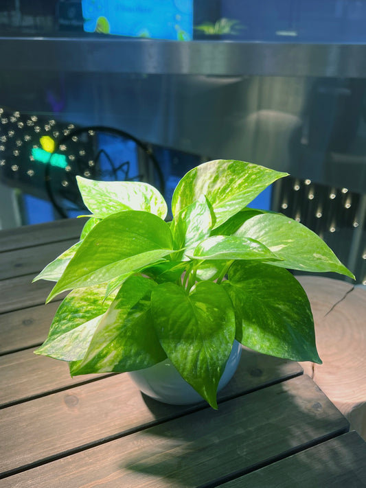 Golden Pothos in Sky Blue Ceramic Pot