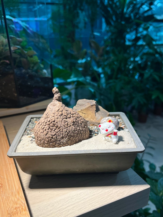Stephania (山乌龟) in Square Brown Pot