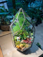 Fittonia, Asparagus Fern with Moss (Indoor Plant) Arrangement in Polygonal Bullet Glass Terrarium